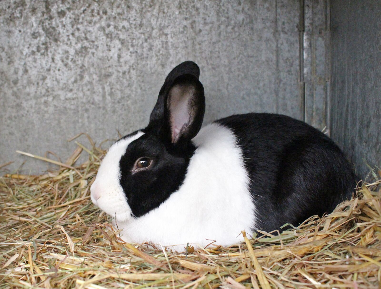 Canon EOS 100D (EOS Rebel SL1 / EOS Kiss X7) sample photo. Cute, animal, mammal photography