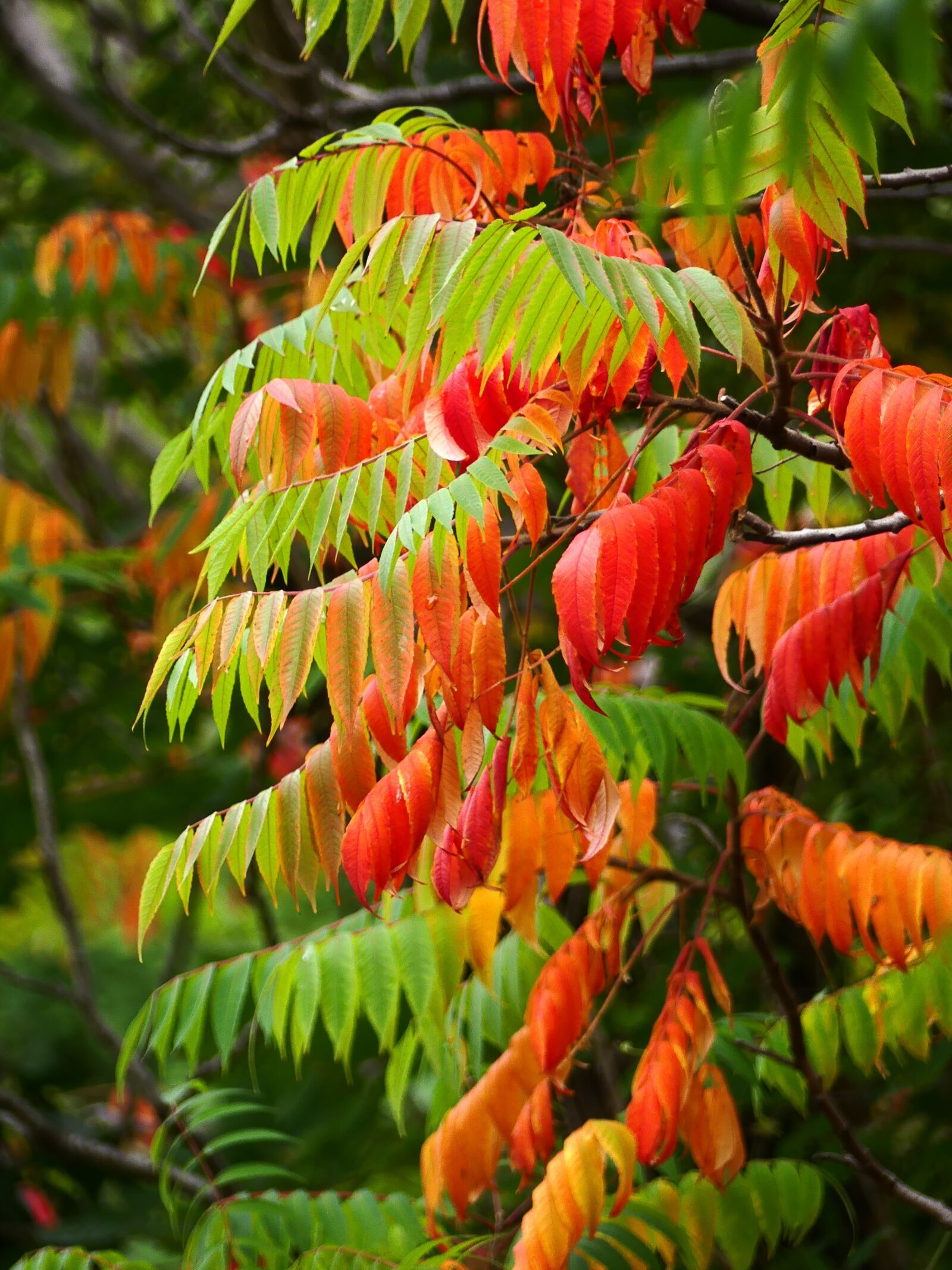 Panasonic Lumix DMC-FZ300 sample photo. Autumn, leaves, colorful photography