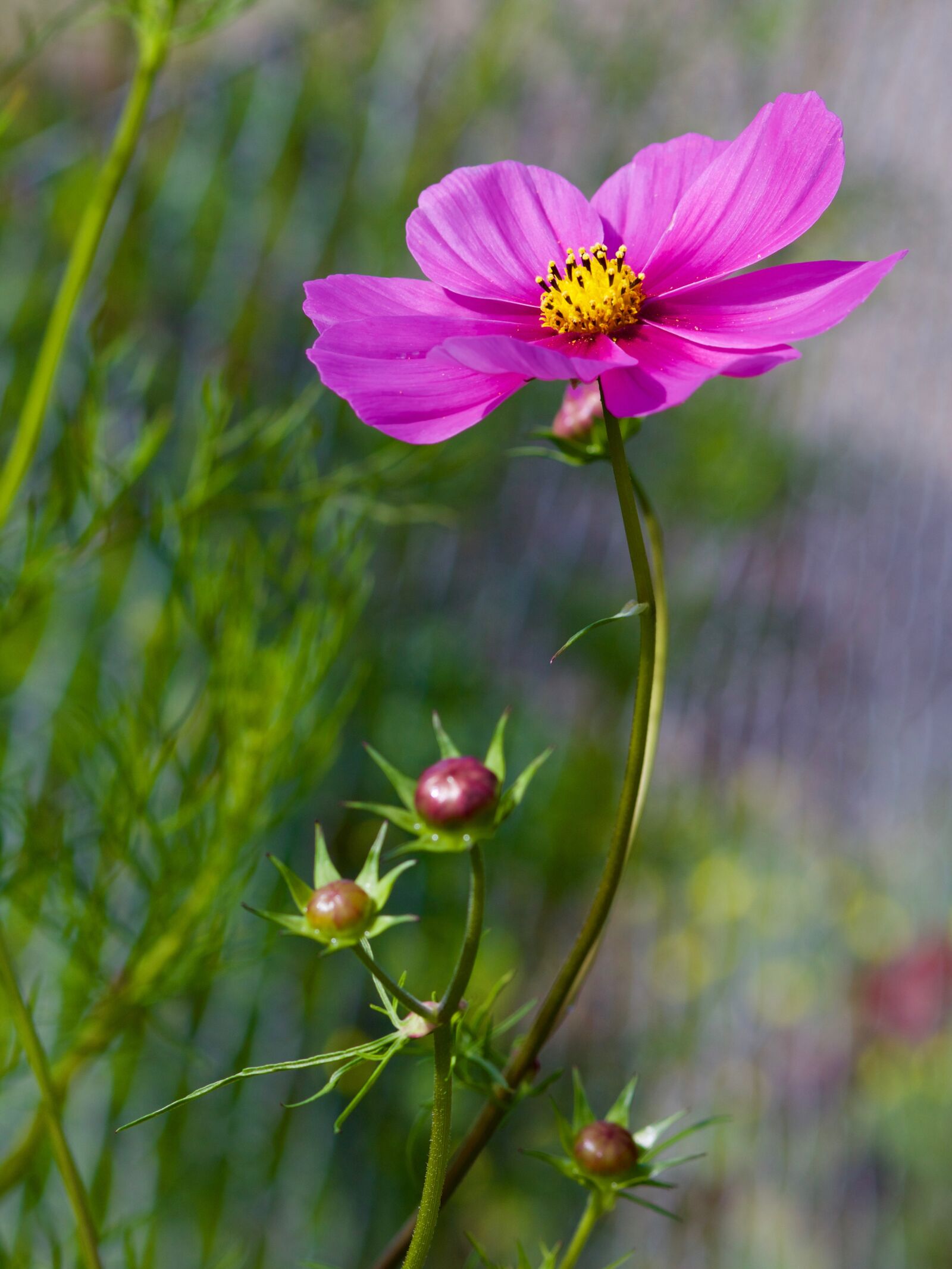 Canon EOS 70D + Canon EF 85mm F1.8 USM sample photo. Geese flower, flower, plant photography