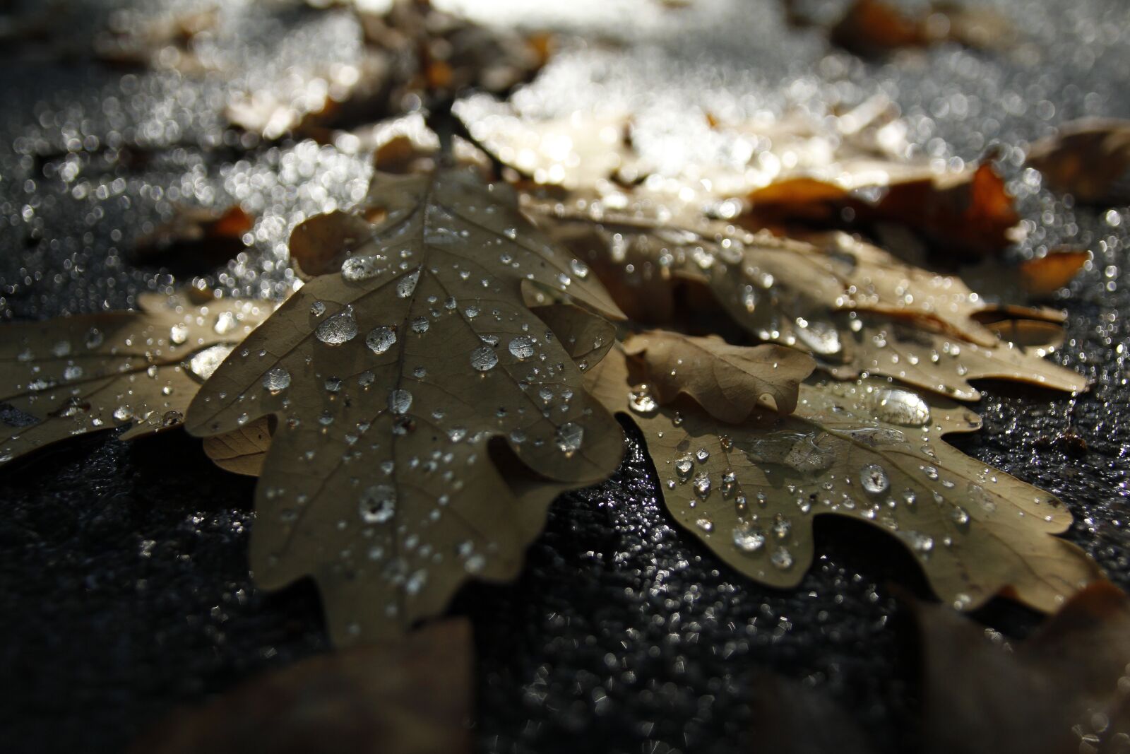 Canon EOS 60D sample photo. Autumn, tears, rosa photography