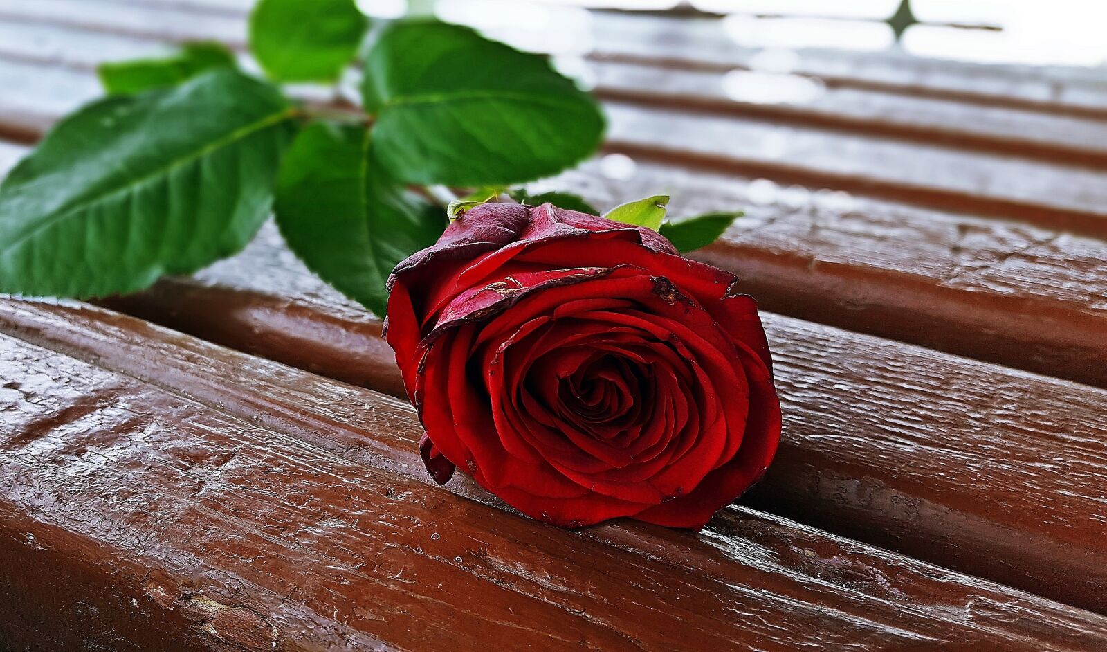 Samsung Galaxy S6 sample photo. Red rose, rose flower photography