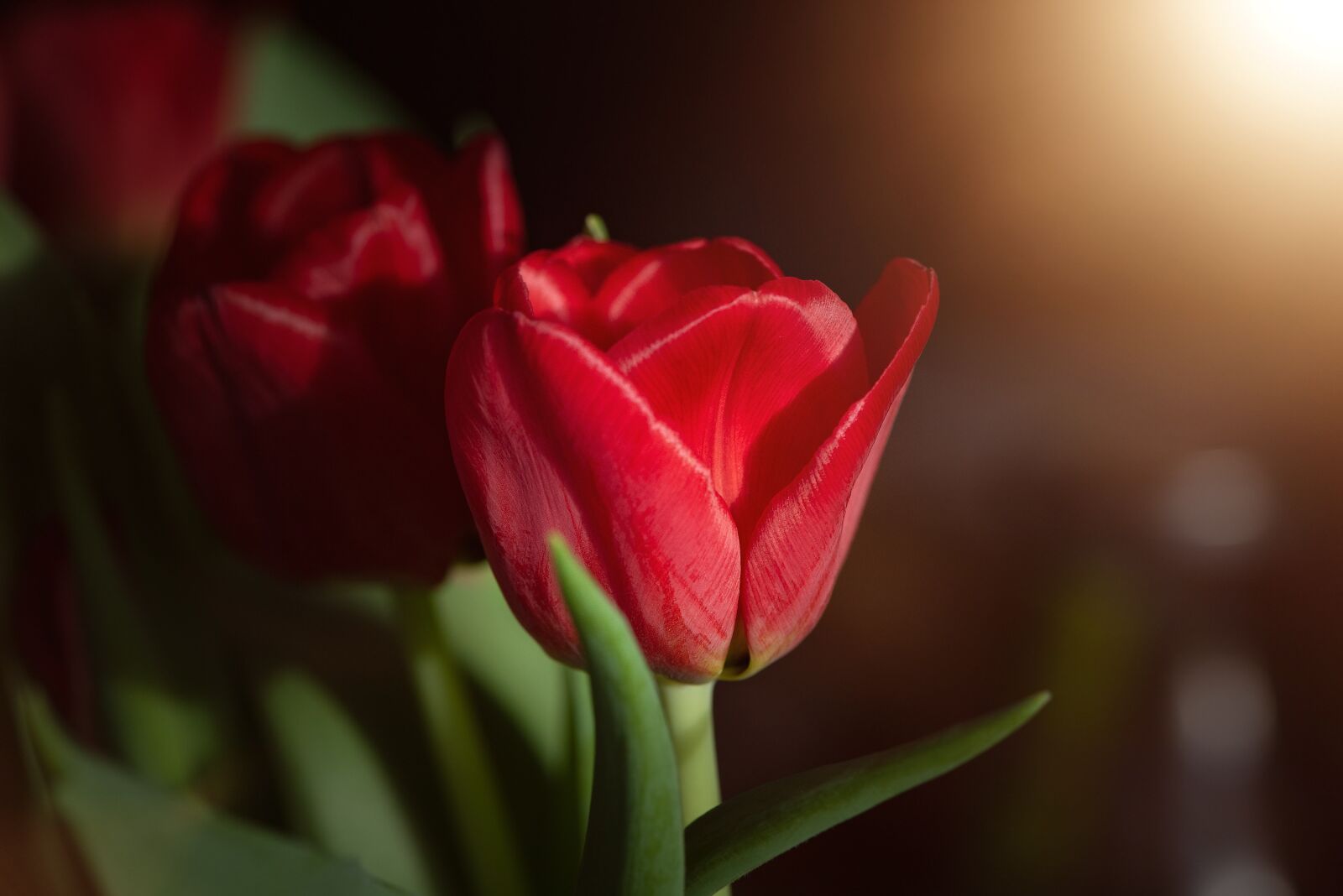 Nikon D750 sample photo. Flower, blossom, bloom photography