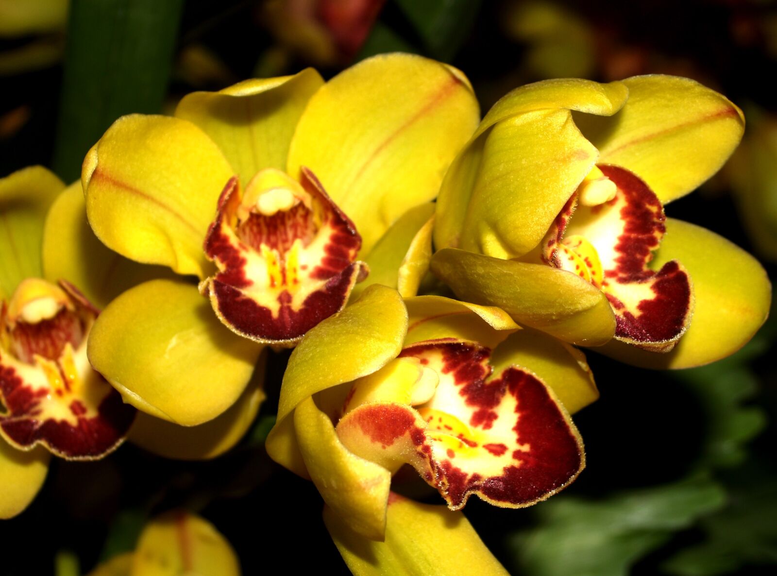 Olympus E-300 (EVOLT E-300) sample photo. Orchid, flower, bright photography