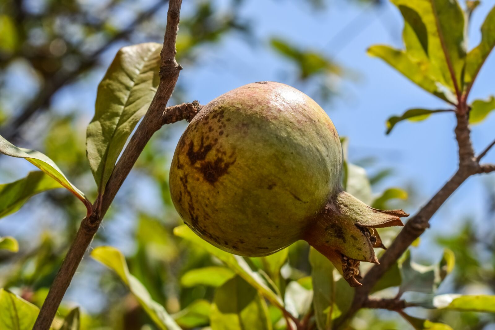 Nikon D3300 sample photo. Pomegranate, fruit, food photography