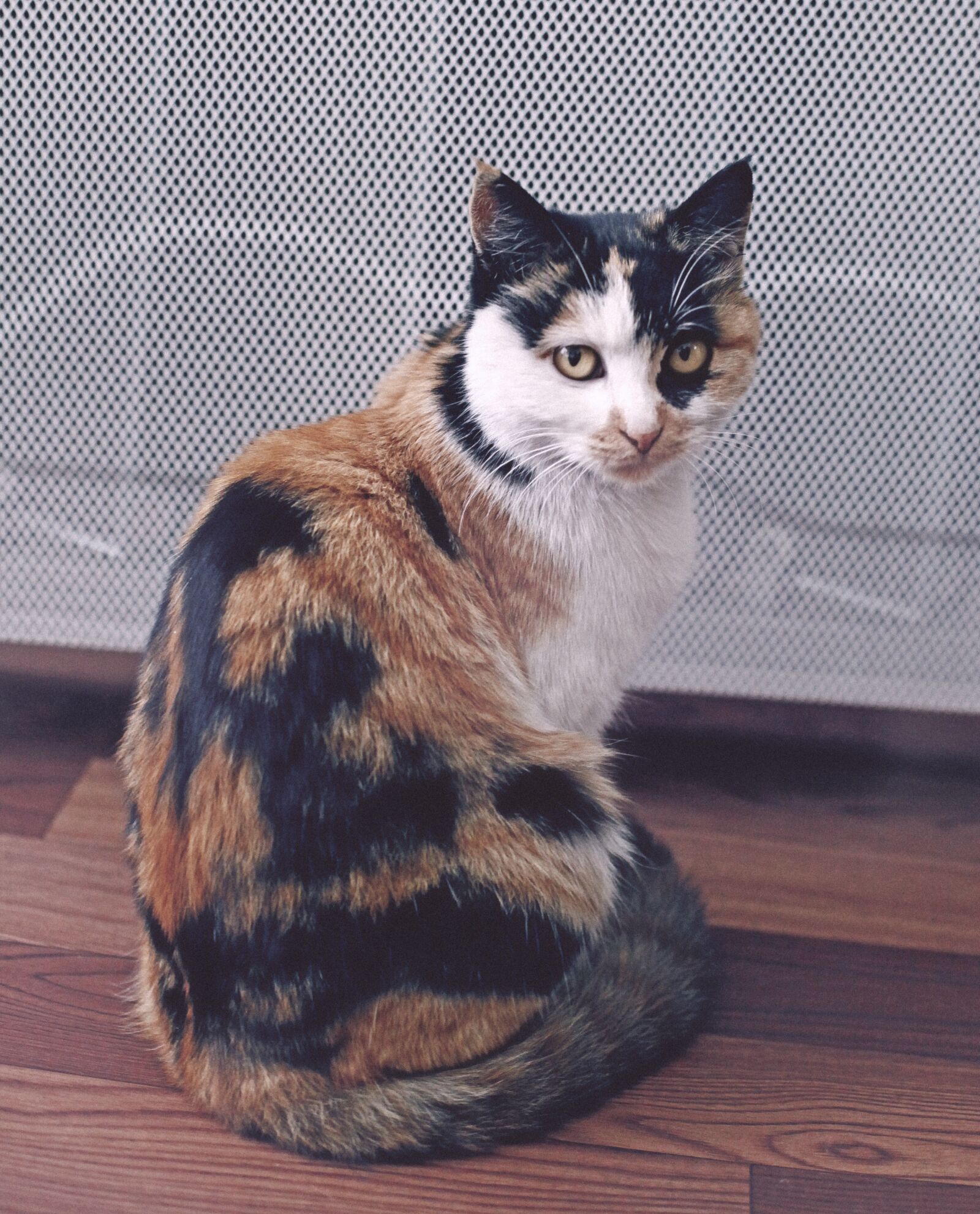 Canon EOS 5D Mark II sample photo. Cat, pets, animal photography