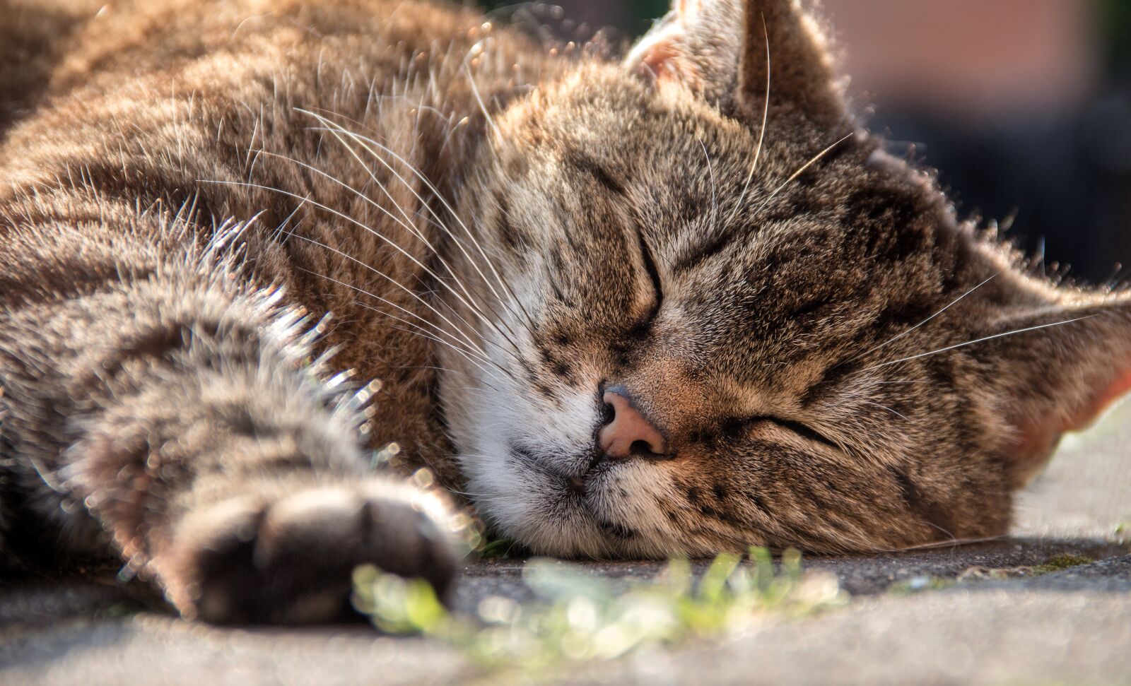 Canon EF-S 18-135mm F3.5-5.6 IS sample photo. Cat, close up, domestic photography