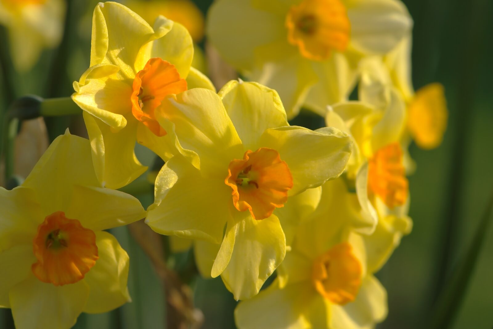 Nikon D5600 sample photo. Daffodils, osterglocken, osterblumen photography
