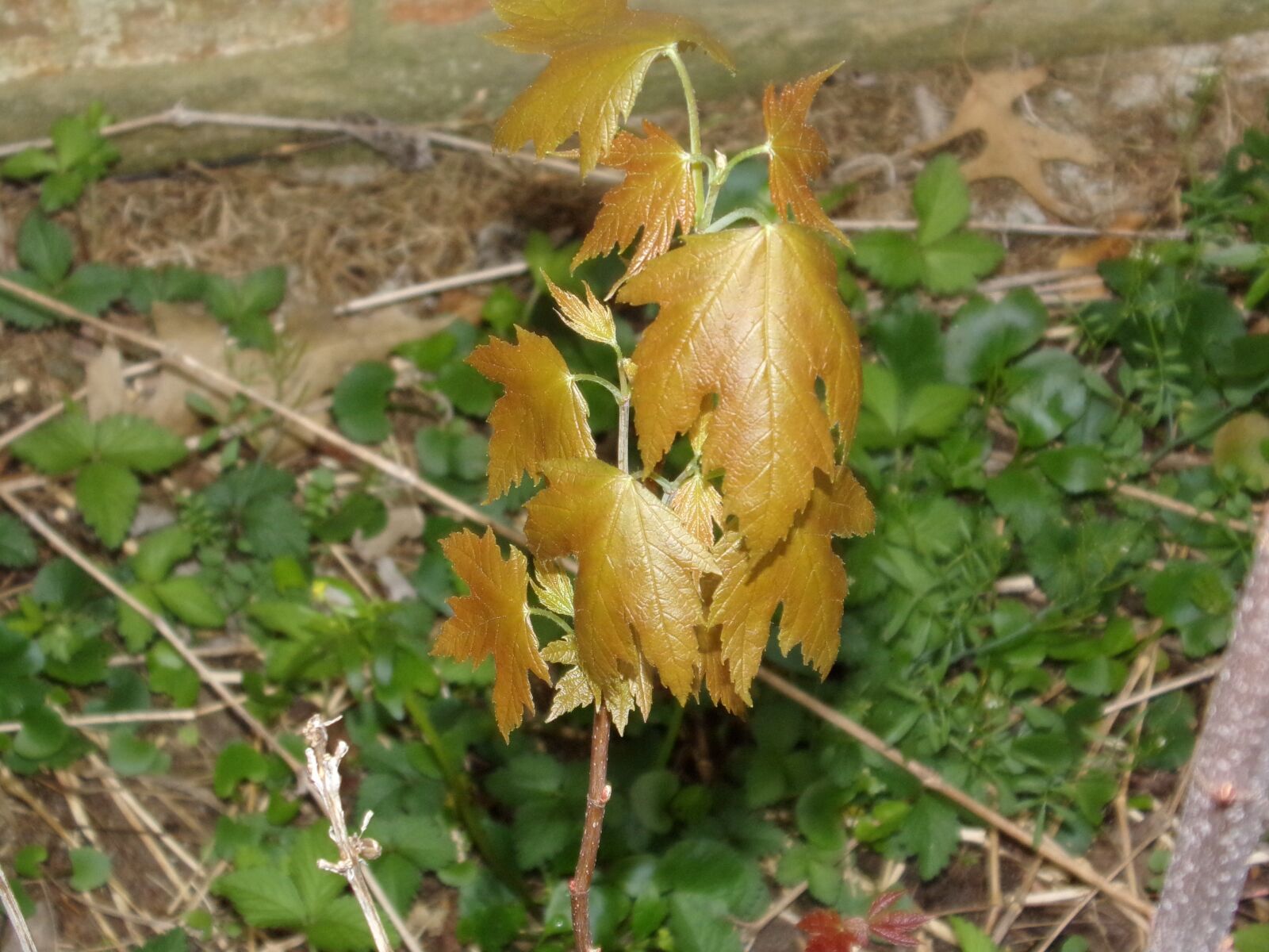 JK KODAK PIXPRO AZ252 sample photo. Leaves, fall, autumn photography