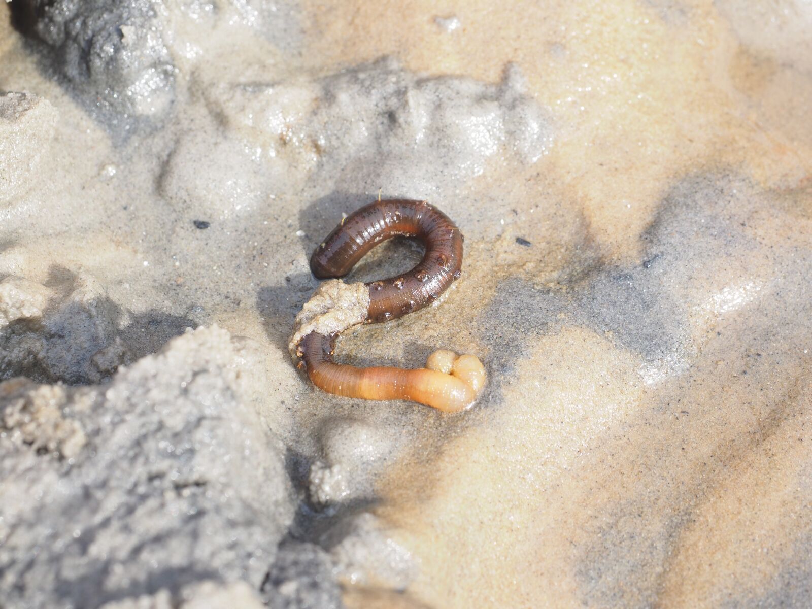 Olympus OM-D E-M1 + Olympus M.Zuiko Digital ED 12-40mm F2.8 Pro sample photo. Lugworm, worm, arenicola marina photography