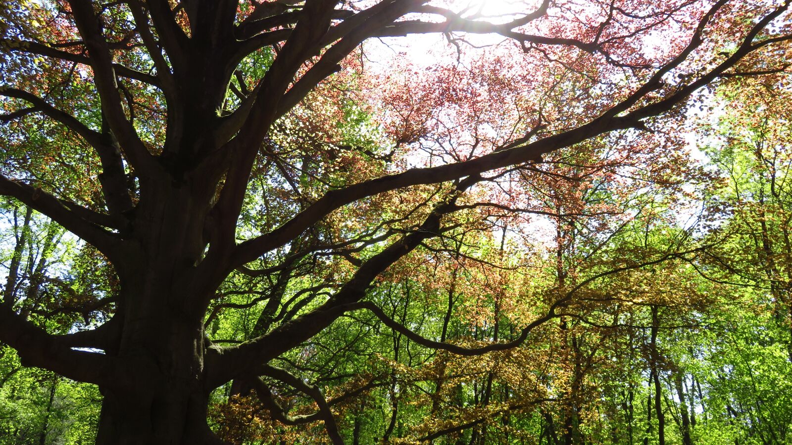 Canon PowerShot SX700 HS sample photo. Tree, forest, spring photography
