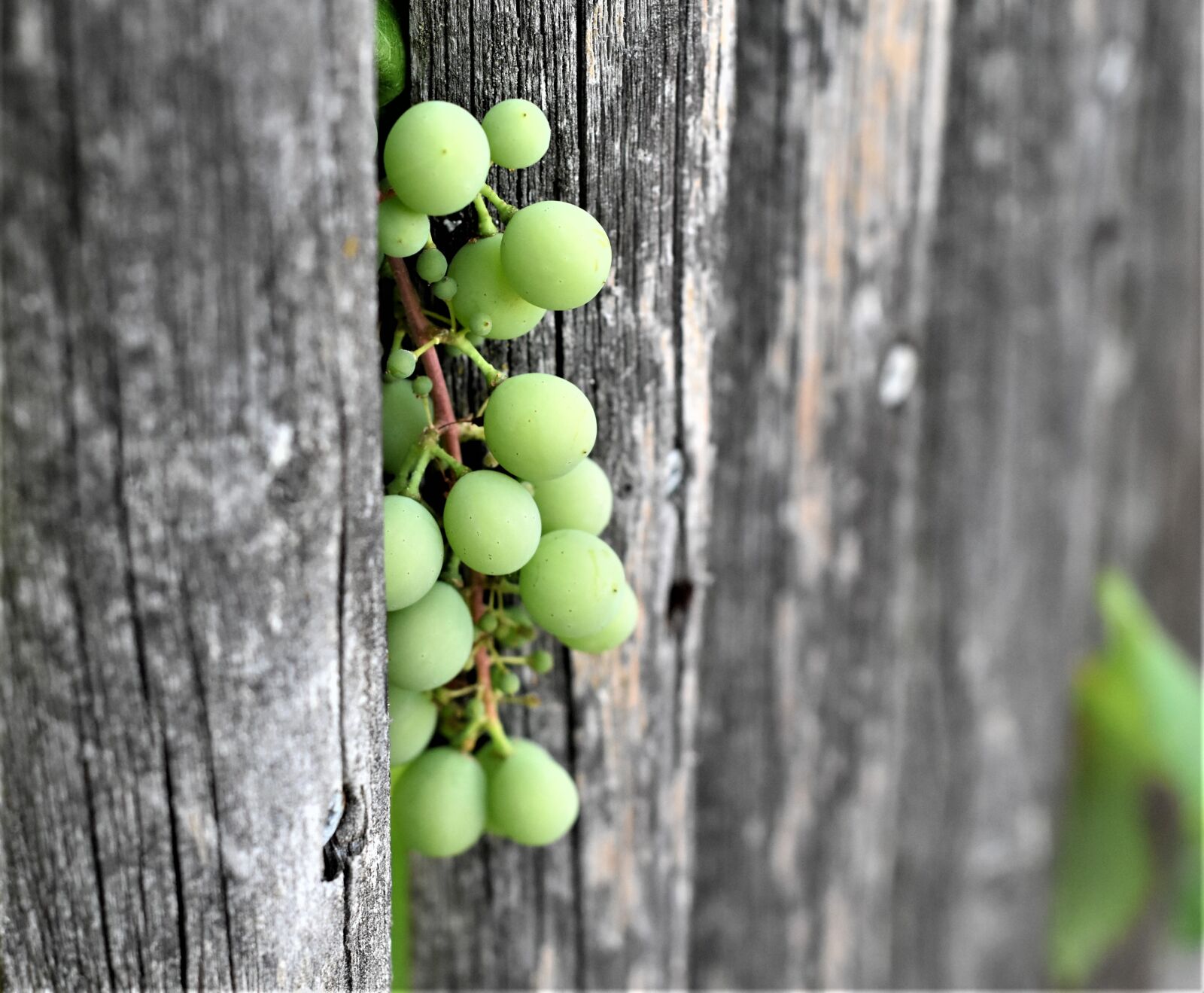 Nikon D7200 sample photo. Fence, wood fence, garden photography