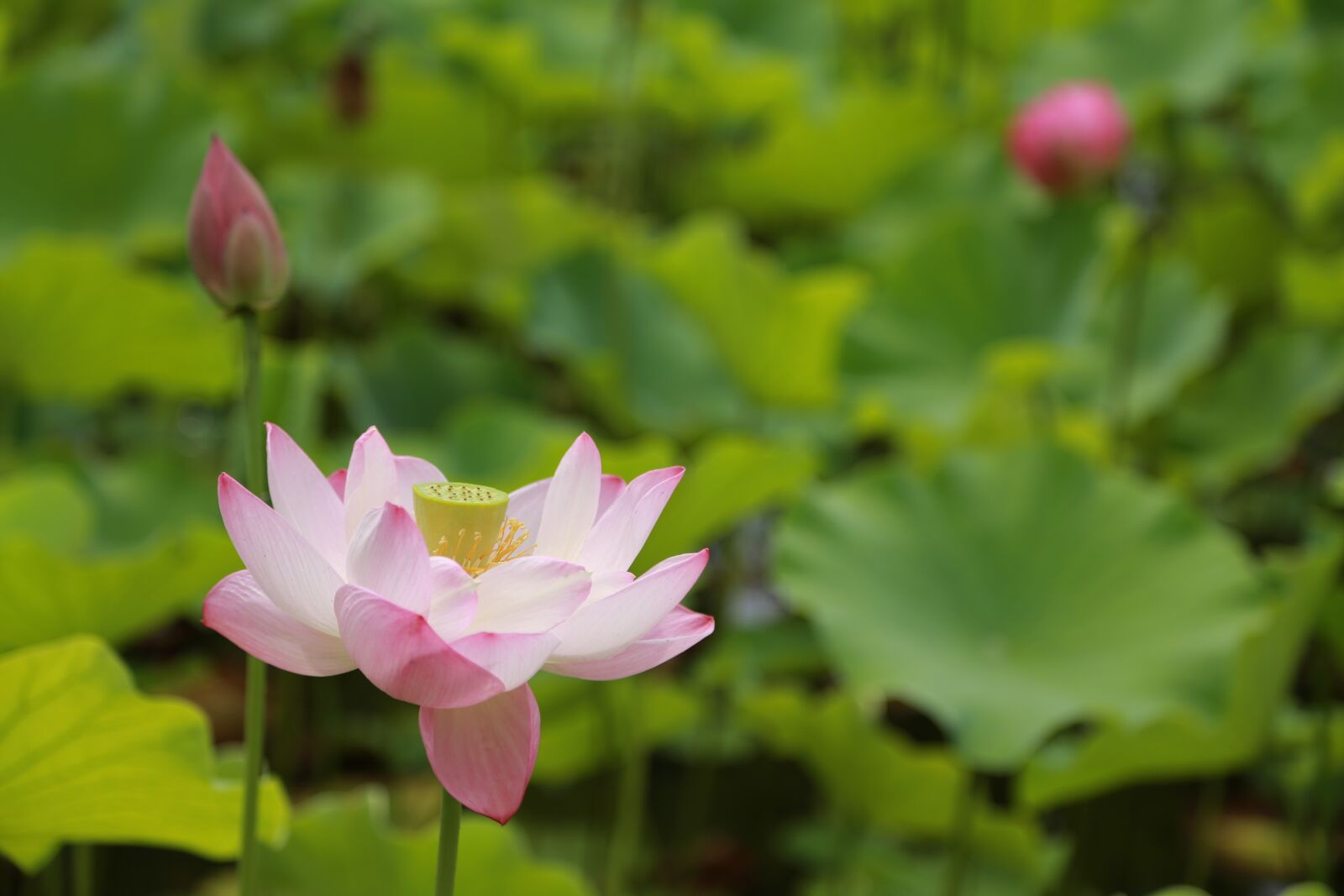Canon EOS 6D + Canon EF 24-105mm F4L IS USM sample photo. Kite, lotus, water lilies photography
