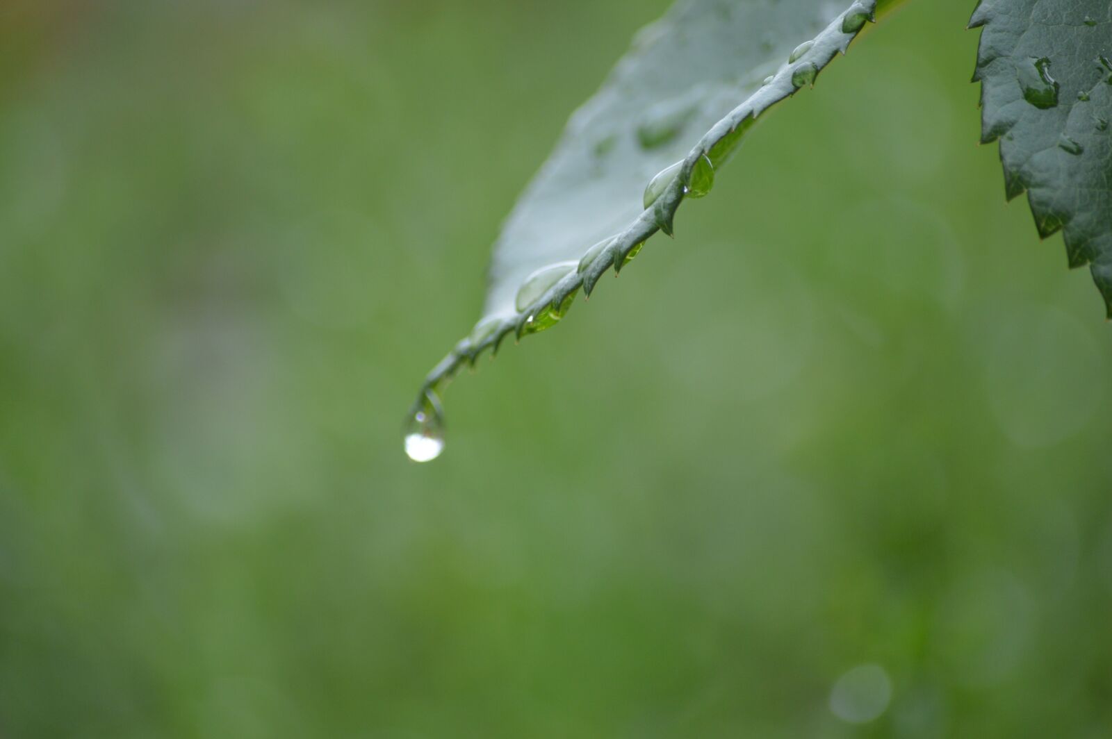 Nikon D3200 sample photo. Leaf, rain, drop photography