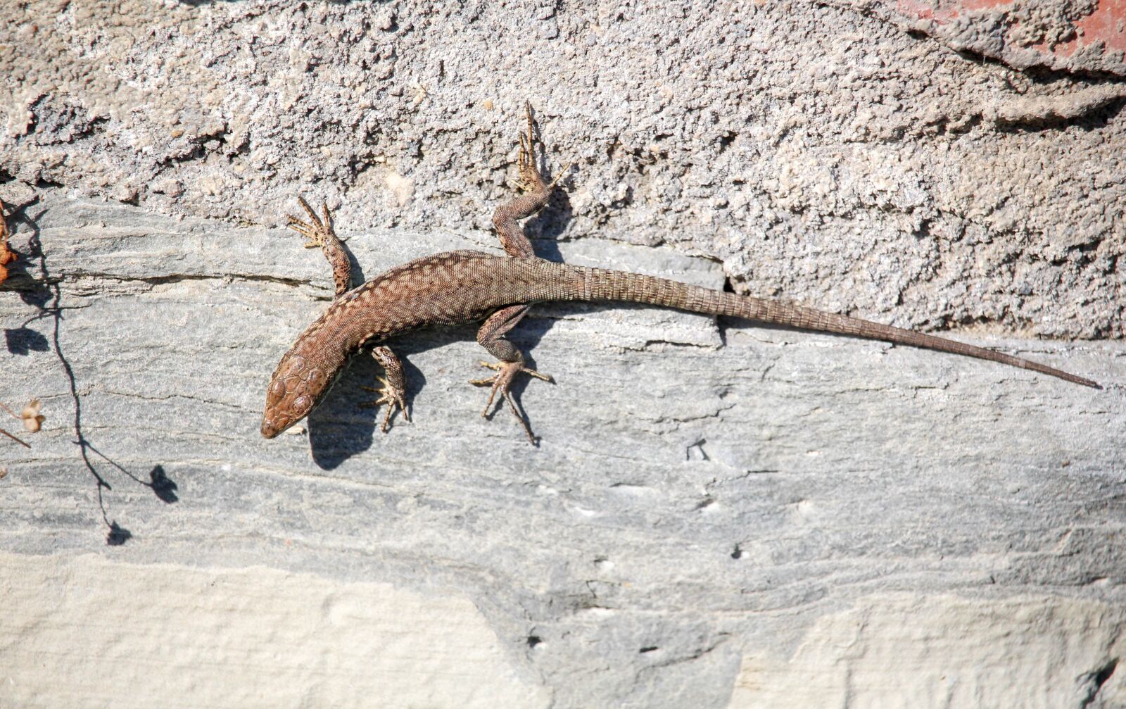 Canon EOS 700D (EOS Rebel T5i / EOS Kiss X7i) sample photo. Nature, lizard, outdoors photography