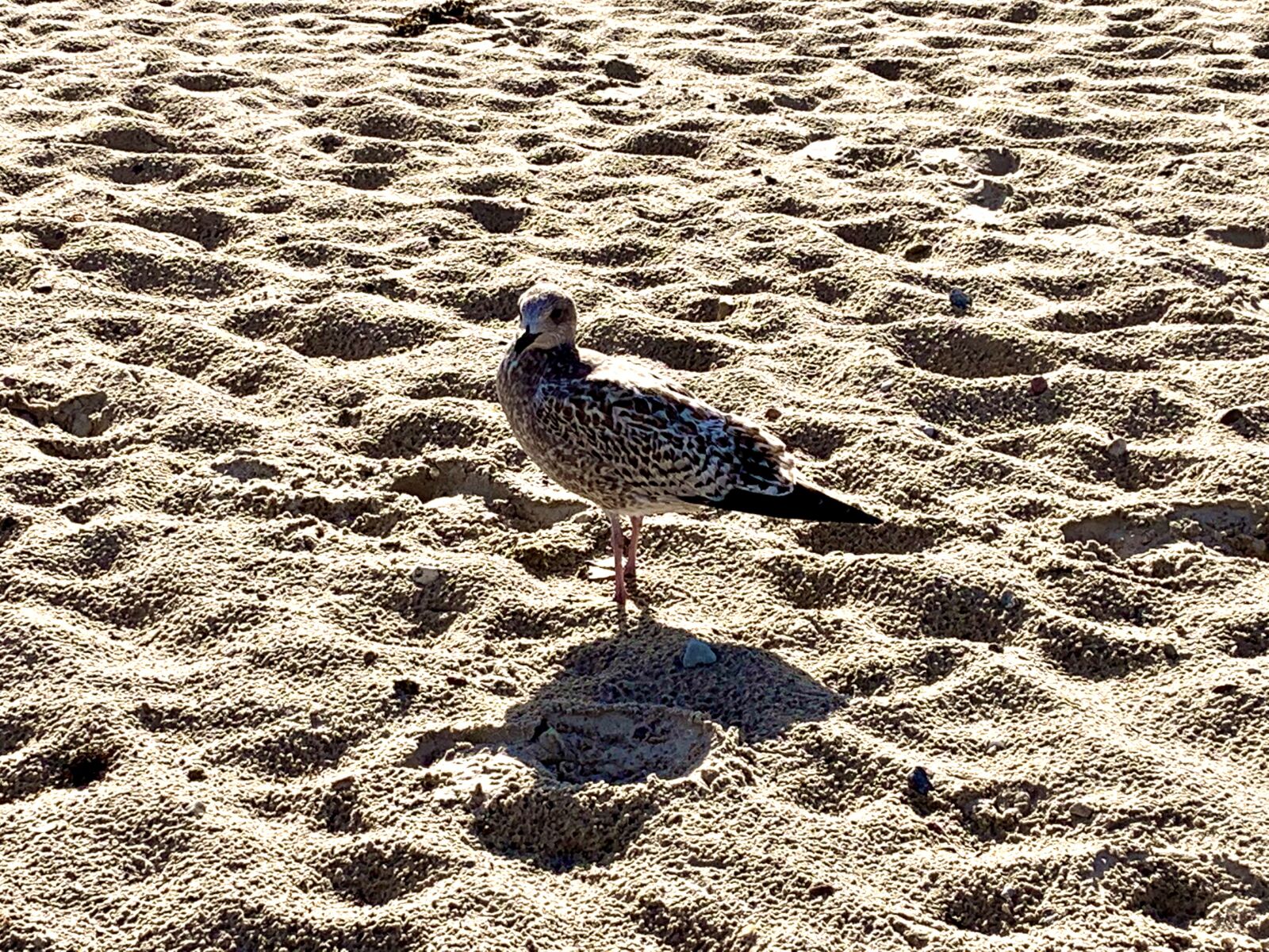 Apple iPhone XR sample photo. Beach, seagull, bird photography