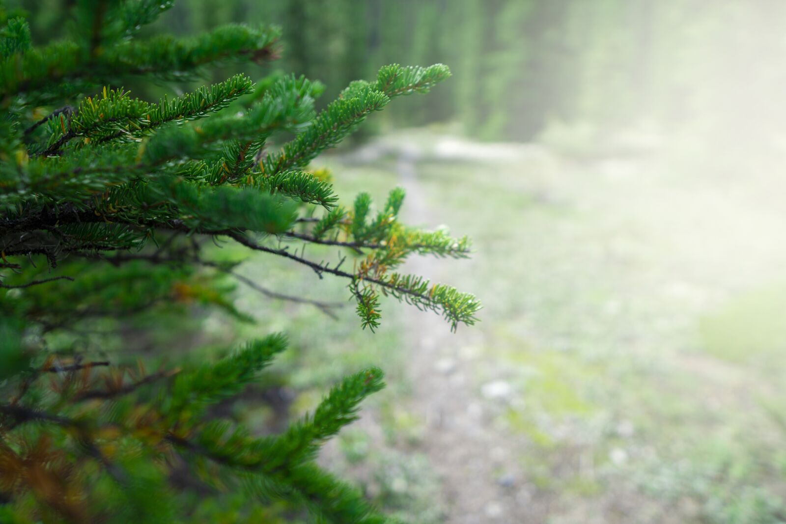 Sony a6000 + Sigma 16mm F1.4 DC DN | C sample photo. Summer, pine, forest photography