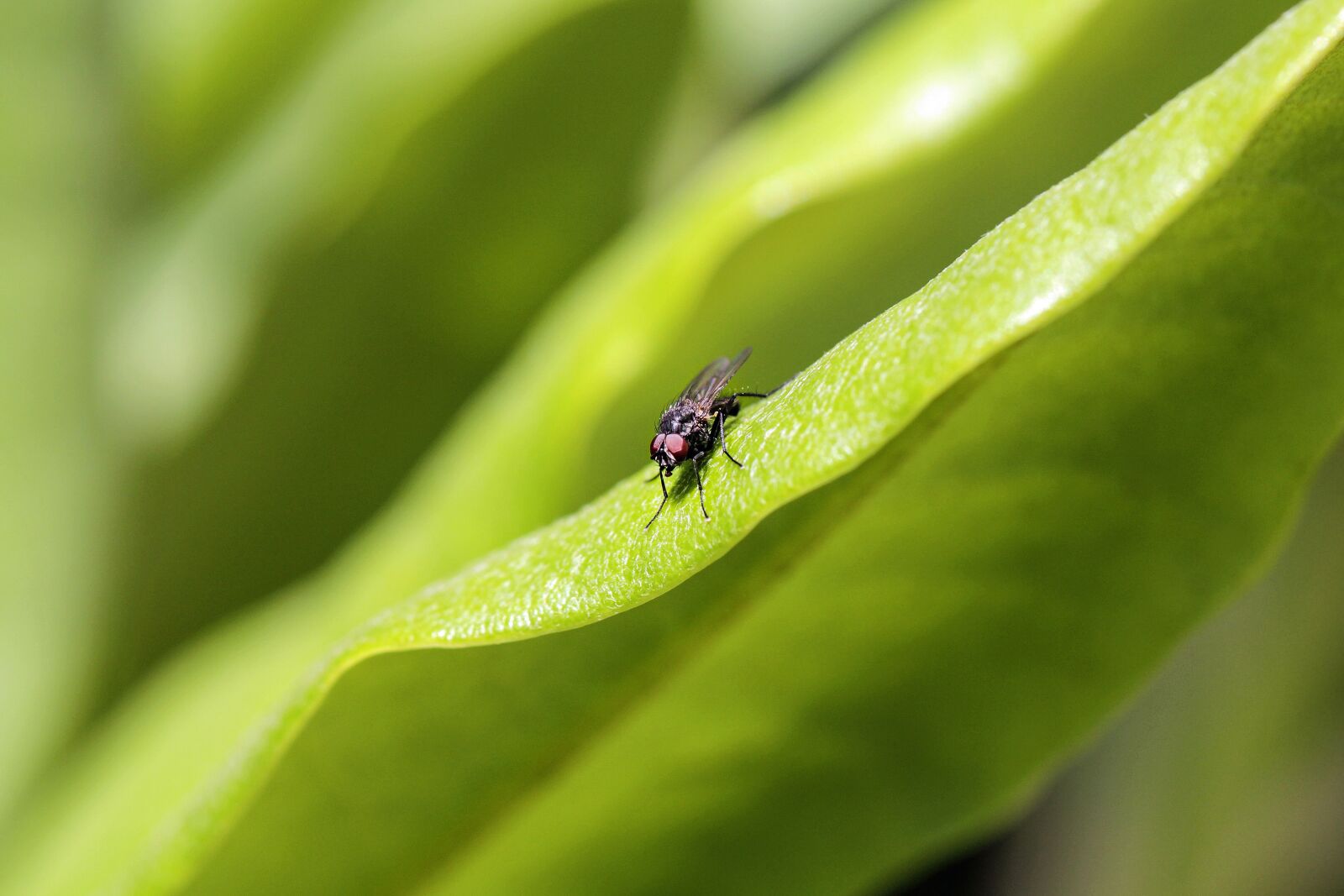Canon EOS 550D (EOS Rebel T2i / EOS Kiss X4) sample photo. Fly, nature, green photography