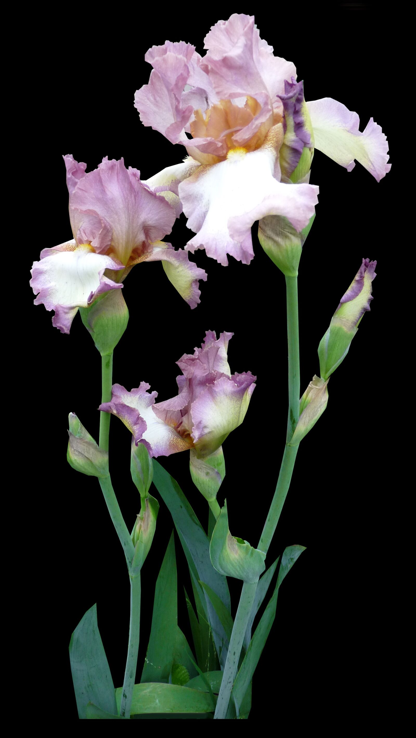 Panasonic Lumix DMC-FZ28 sample photo. Flower, iris, mauve photography