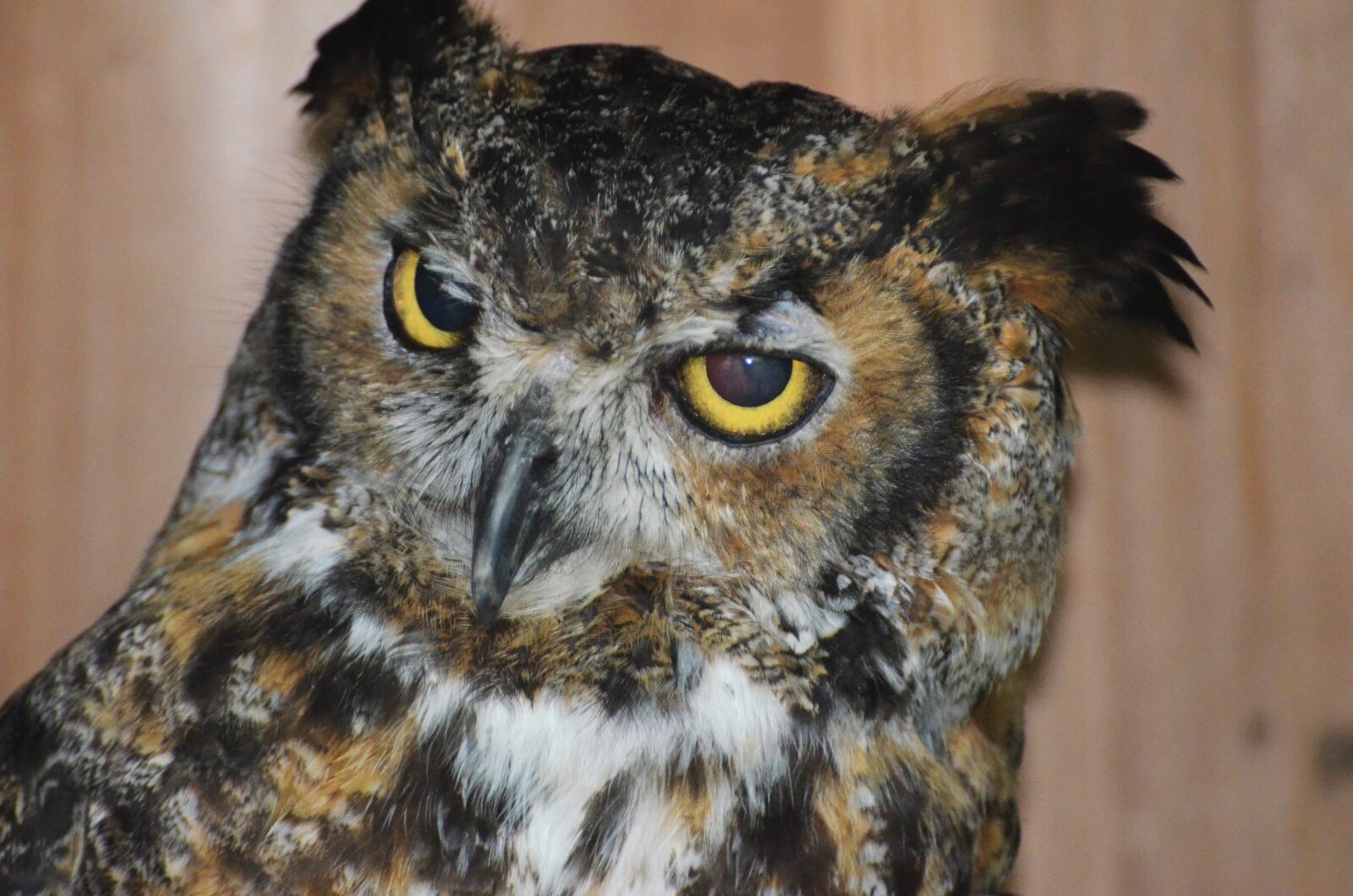 Nikon D5100 sample photo. Owl owl, grand duke photography