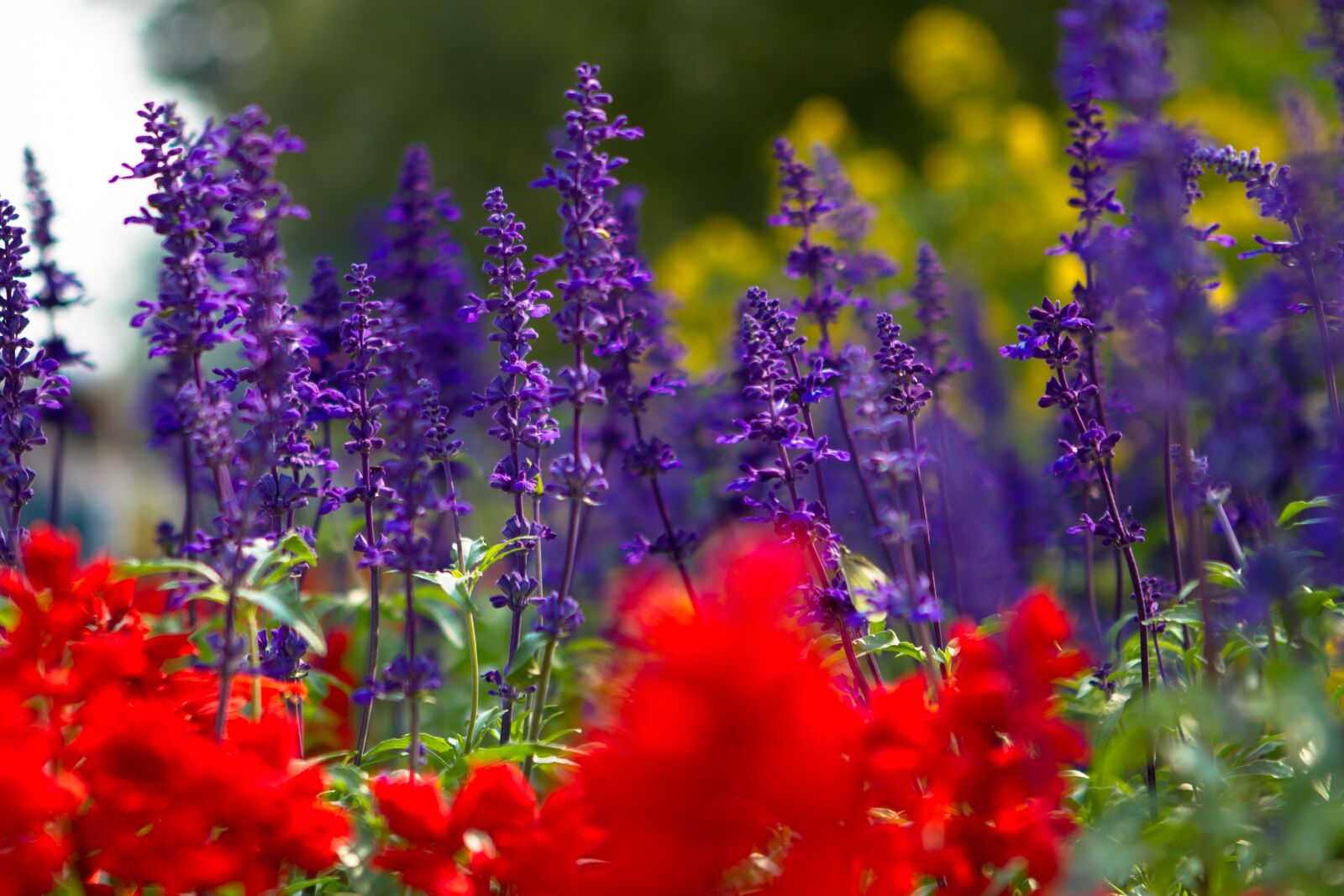 Canon EOS 7D + Canon EF 24-70mm F2.8L USM sample photo. Flowers, green, nature photography