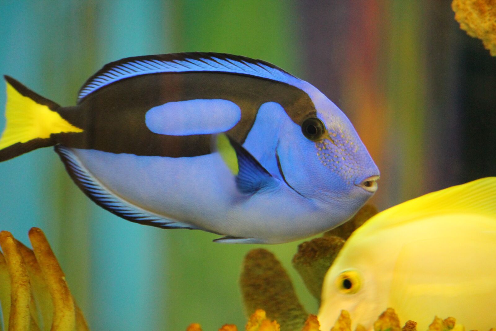 Canon EOS 1100D (EOS Rebel T3 / EOS Kiss X50) sample photo. Blue tang, fish, dory photography