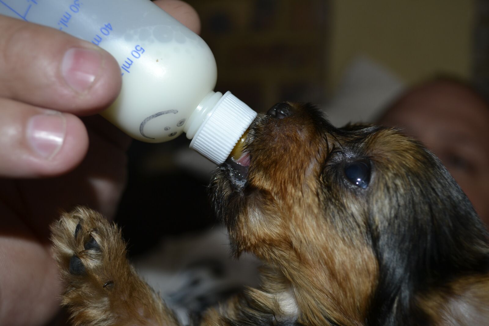 Nikon D3100 sample photo. Feeding, pets, animal photography