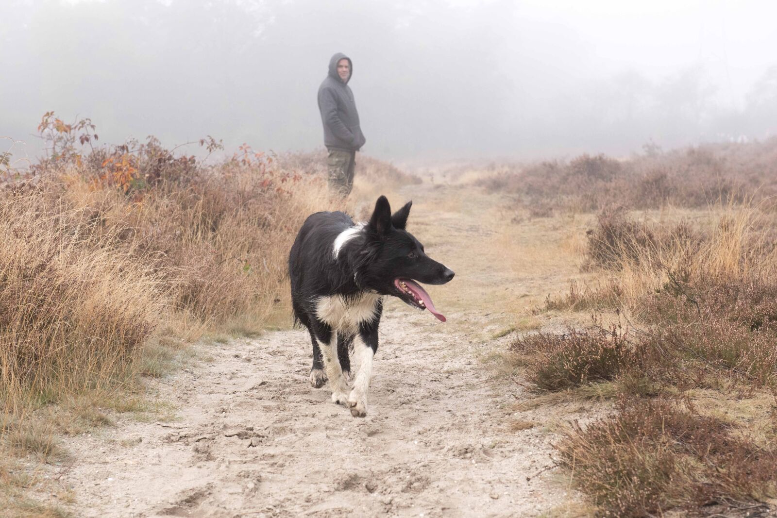 Nikon D750 sample photo. Dog, shepherd, border collie photography