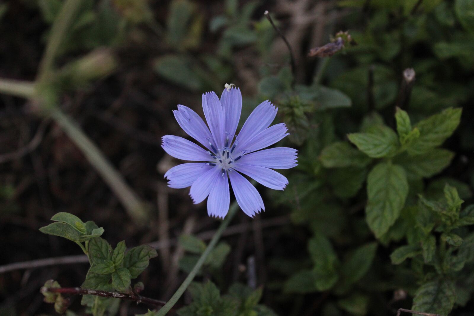 Canon EOS 600D (Rebel EOS T3i / EOS Kiss X5) sample photo. Purple, flower, kocaeli photography
