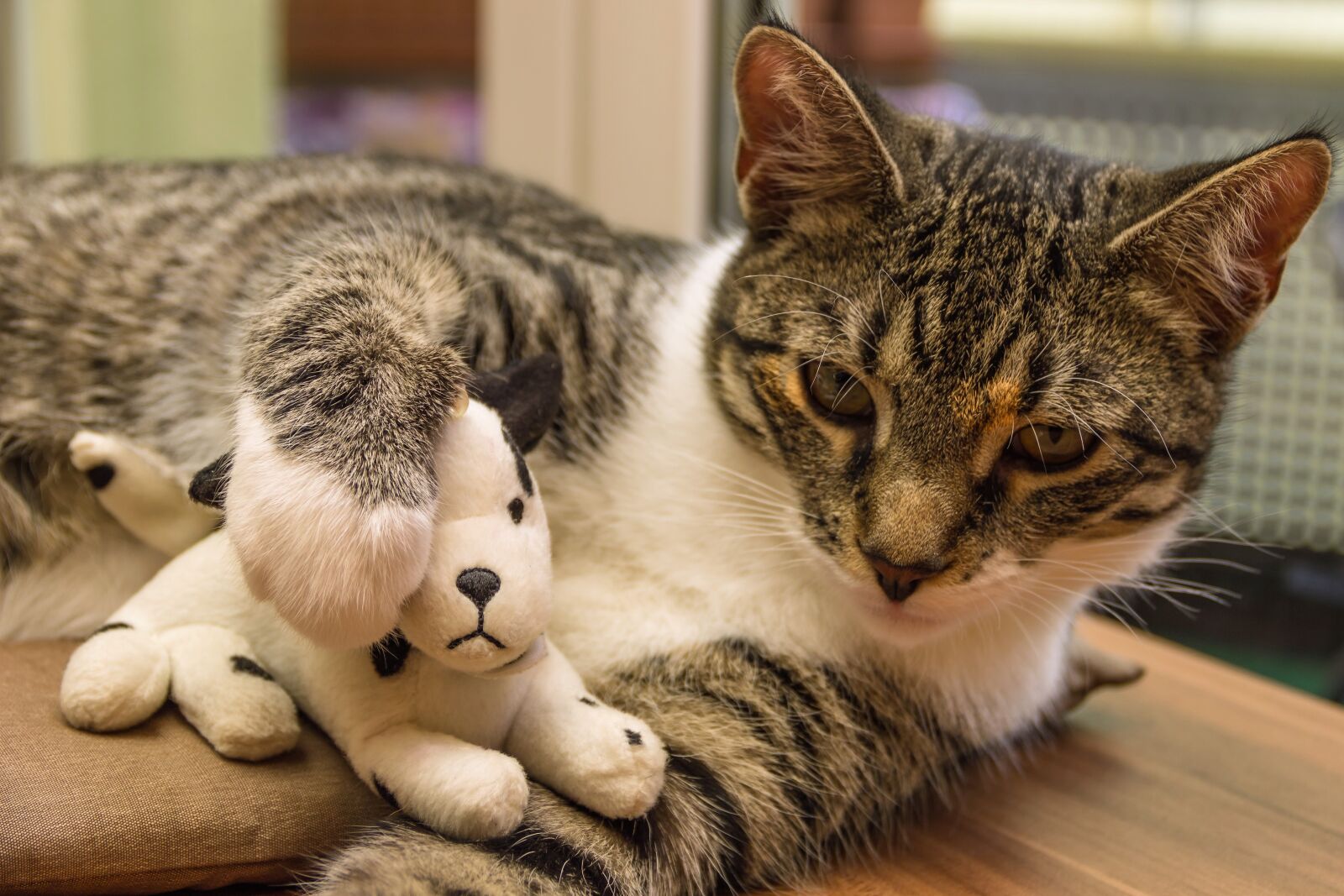 Canon EOS 600D (Rebel EOS T3i / EOS Kiss X5) sample photo. Cat, toys, plush dog photography