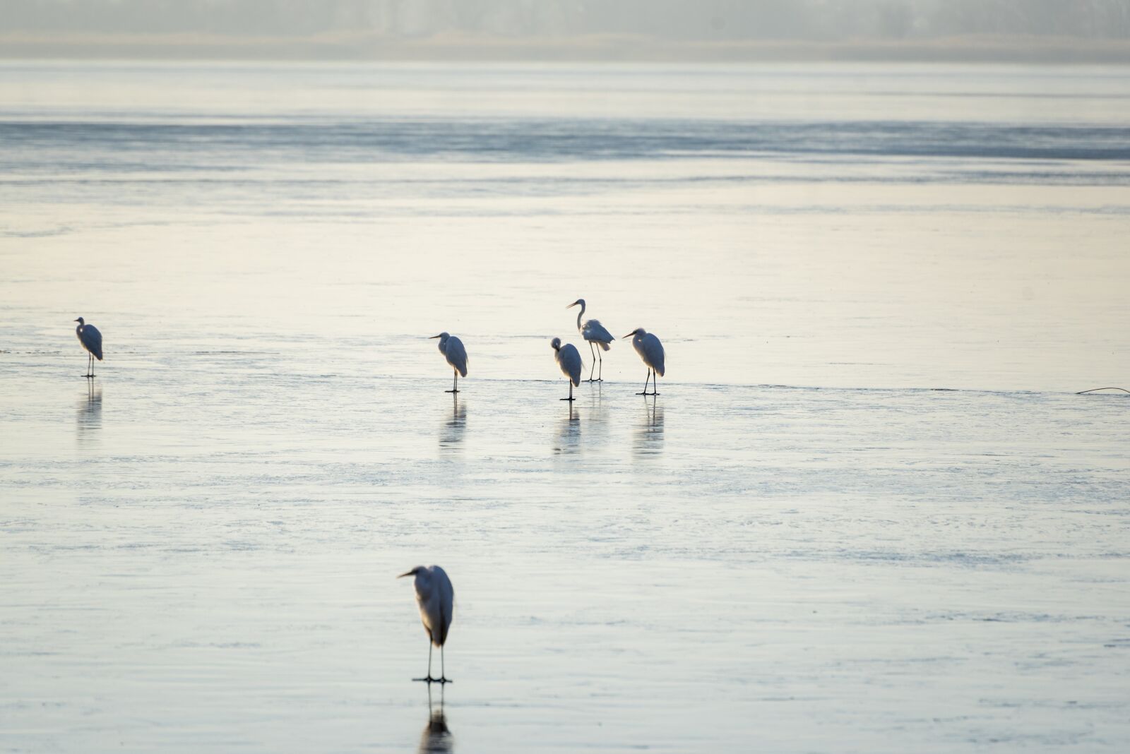 Nikon D750 sample photo. Ice, frozen, birds photography