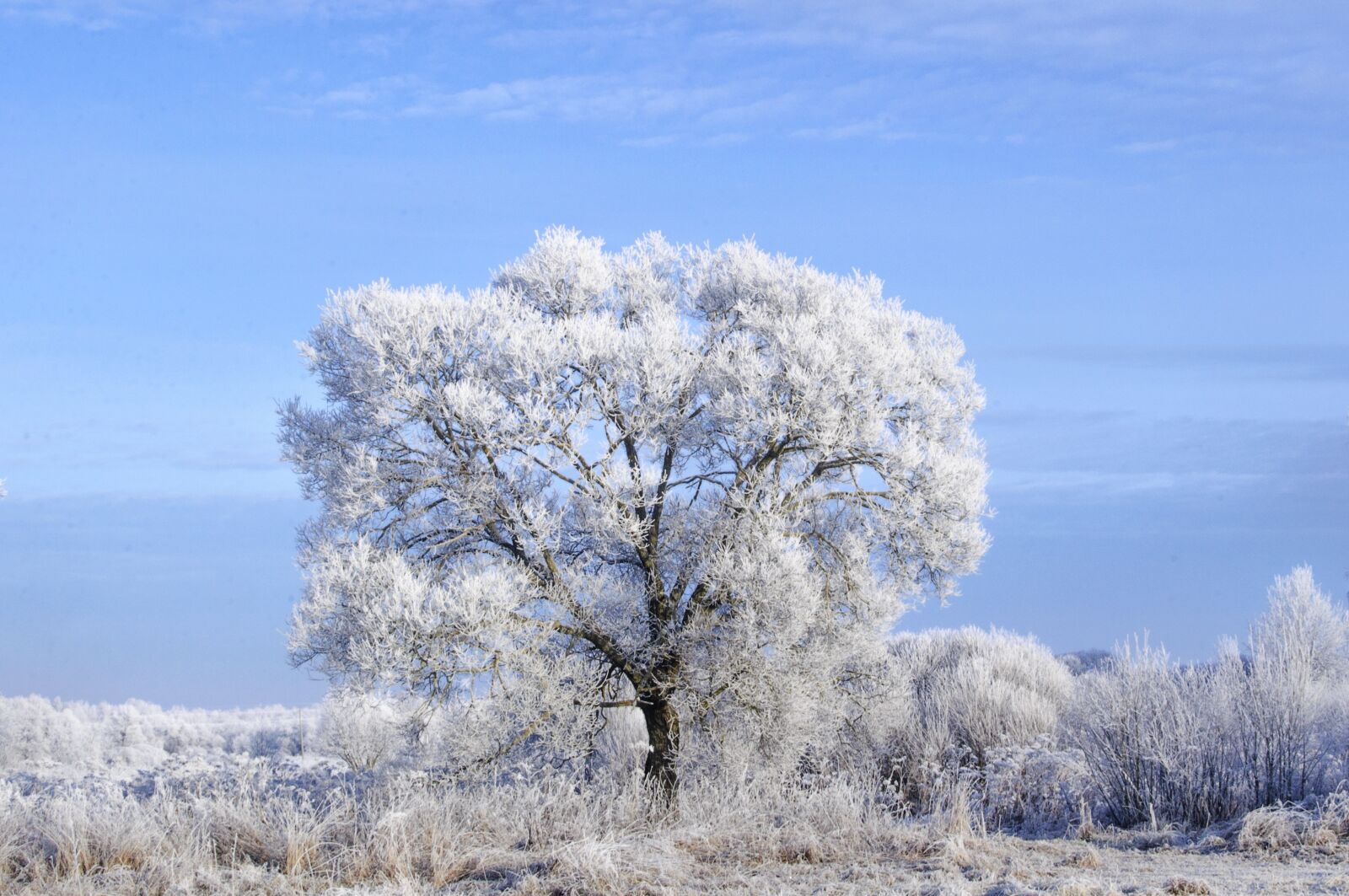 Nikon D5000 sample photo. Landscape, frost, sky photography