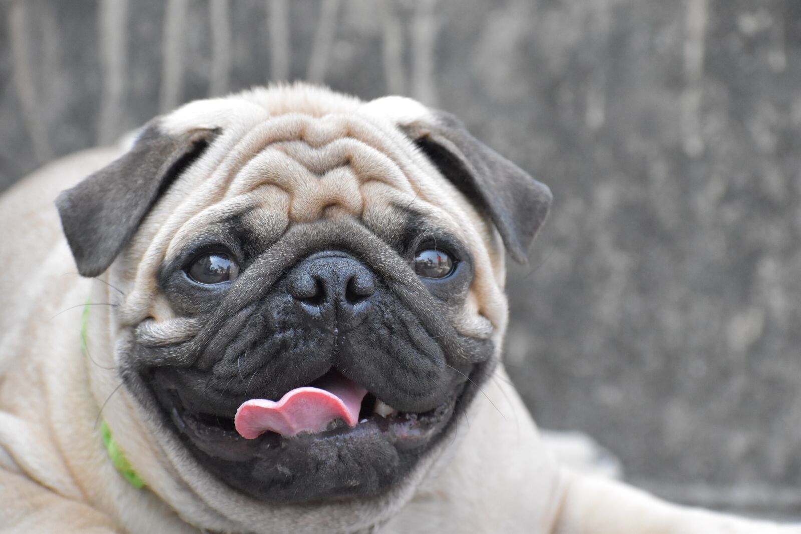 Nikon D5600 sample photo. Pug, dog, pup photography