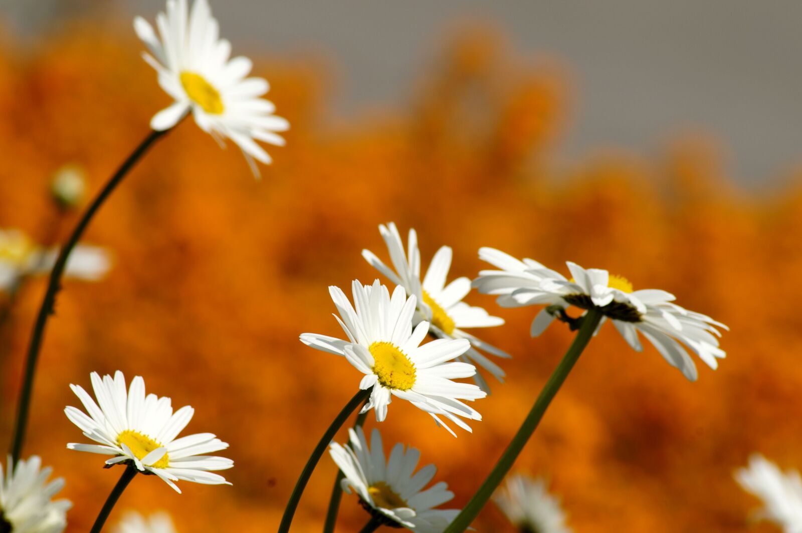 Sony SLT-A58 sample photo. Marguerite, pointed flower, white photography