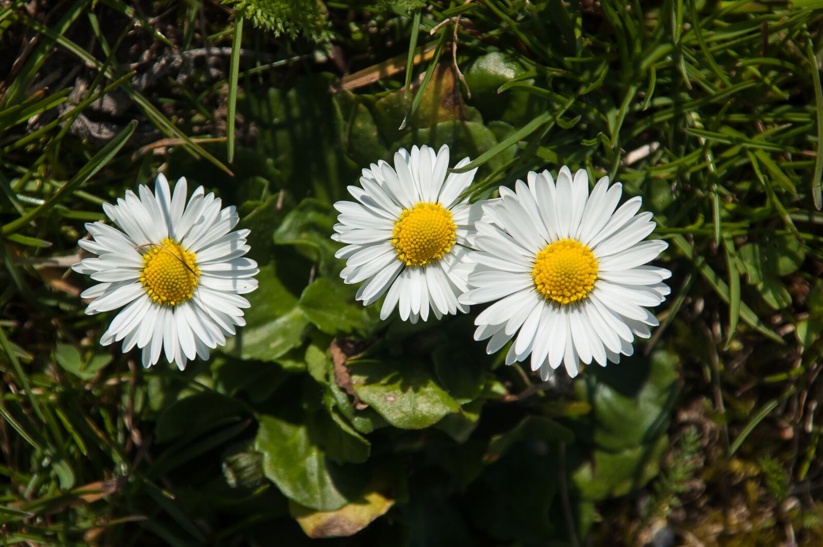Nikon D70 sample photo. Daisy, flowers, flower photography