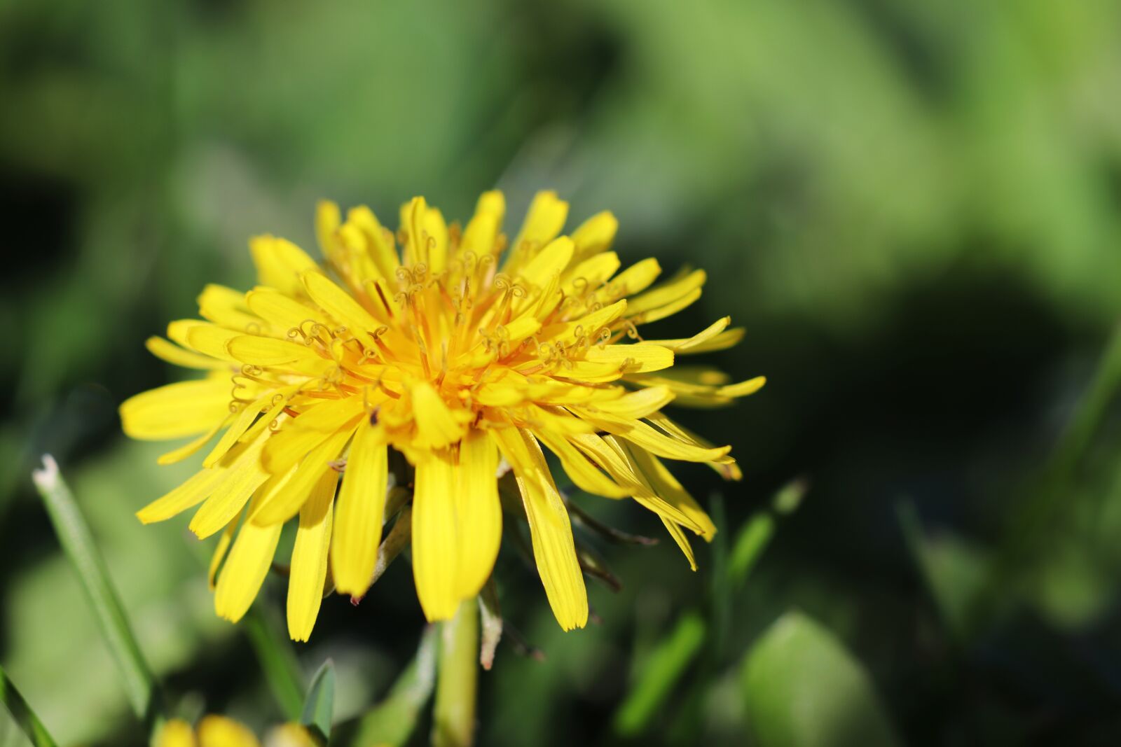 Canon EOS 200D (EOS Rebel SL2 / EOS Kiss X9) sample photo. Nature, flower, flora photography