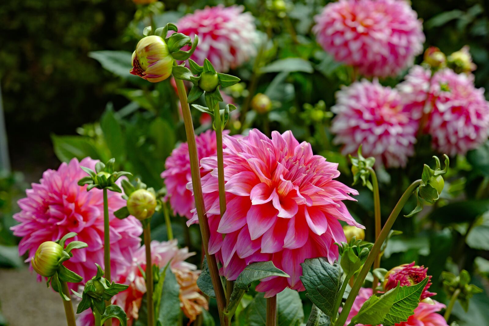 Vario-Elmar TL 1:3.5-5.6 / 18-56 ASPH. sample photo. Dahlias, flower, blossom photography