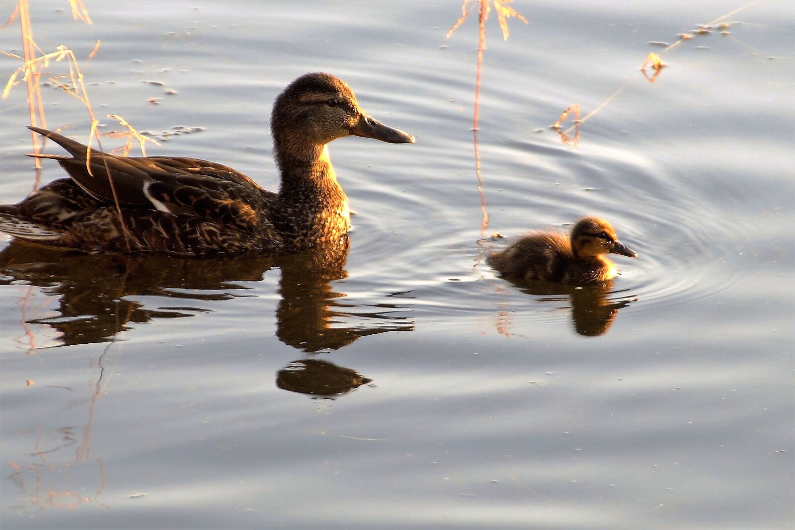 Sony SLT-A58 sample photo. Duck, spinning top, duckling photography