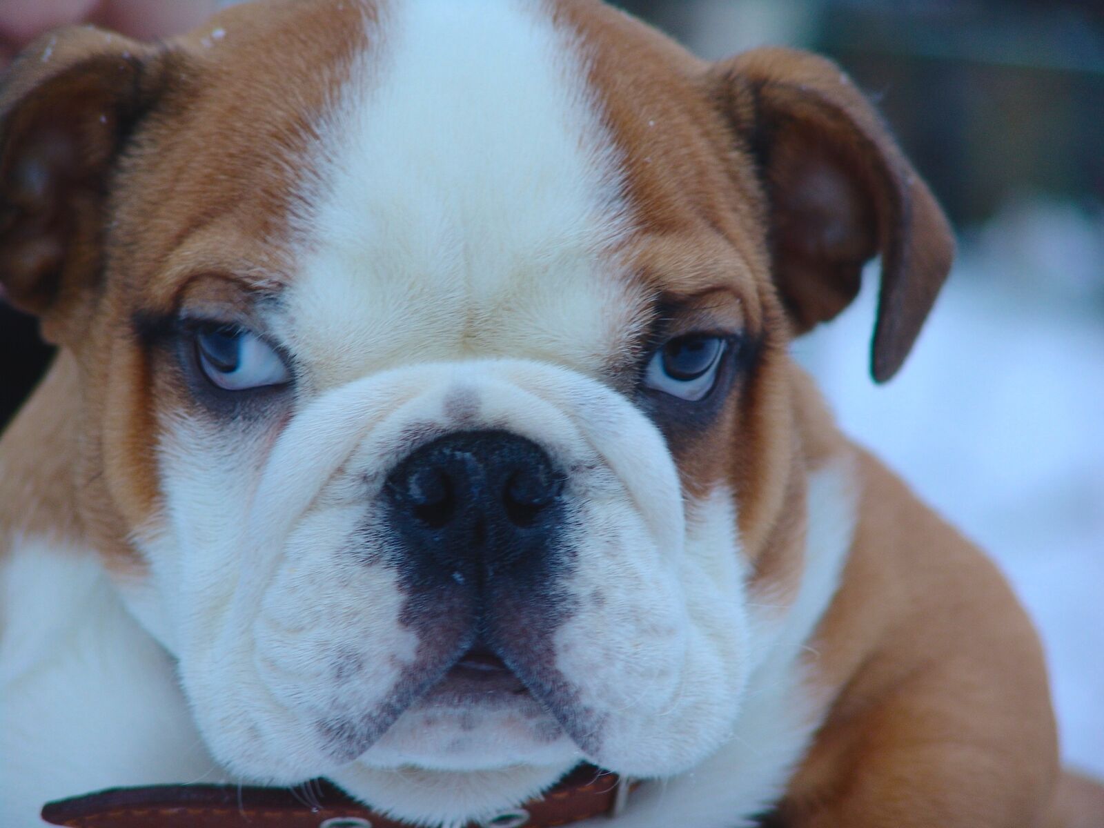 Sony DSC-F828 sample photo. Dog, english bulldog, pets photography