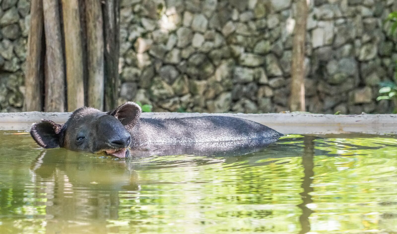 Sony a7R II + Sony FE 24-240mm F3.5-6.3 OSS sample photo. Ant eater, water, animal photography