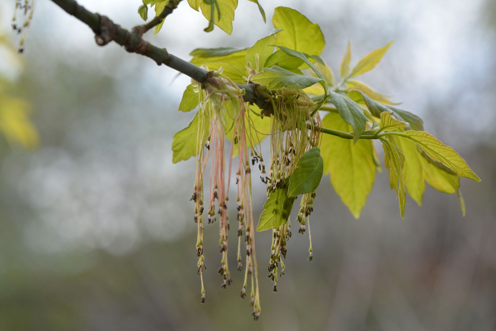 Nikon D5200 sample photo. Spring, maple, tree photography