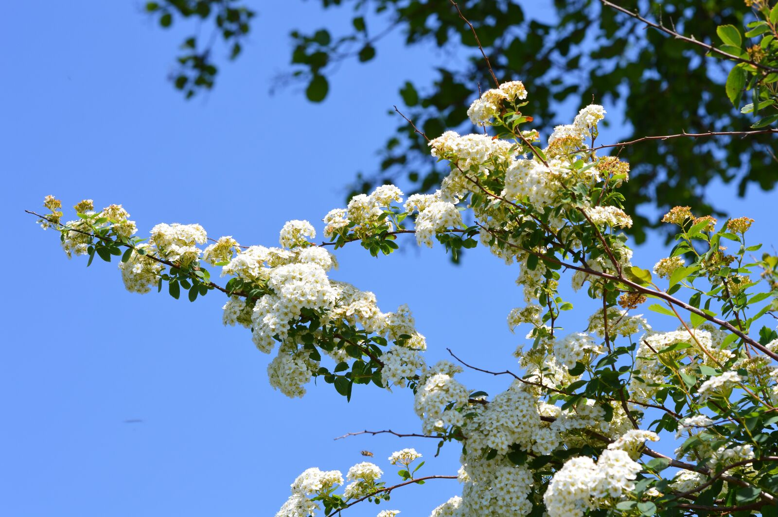 Nikon D3200 sample photo. Flower, white, spirea photography