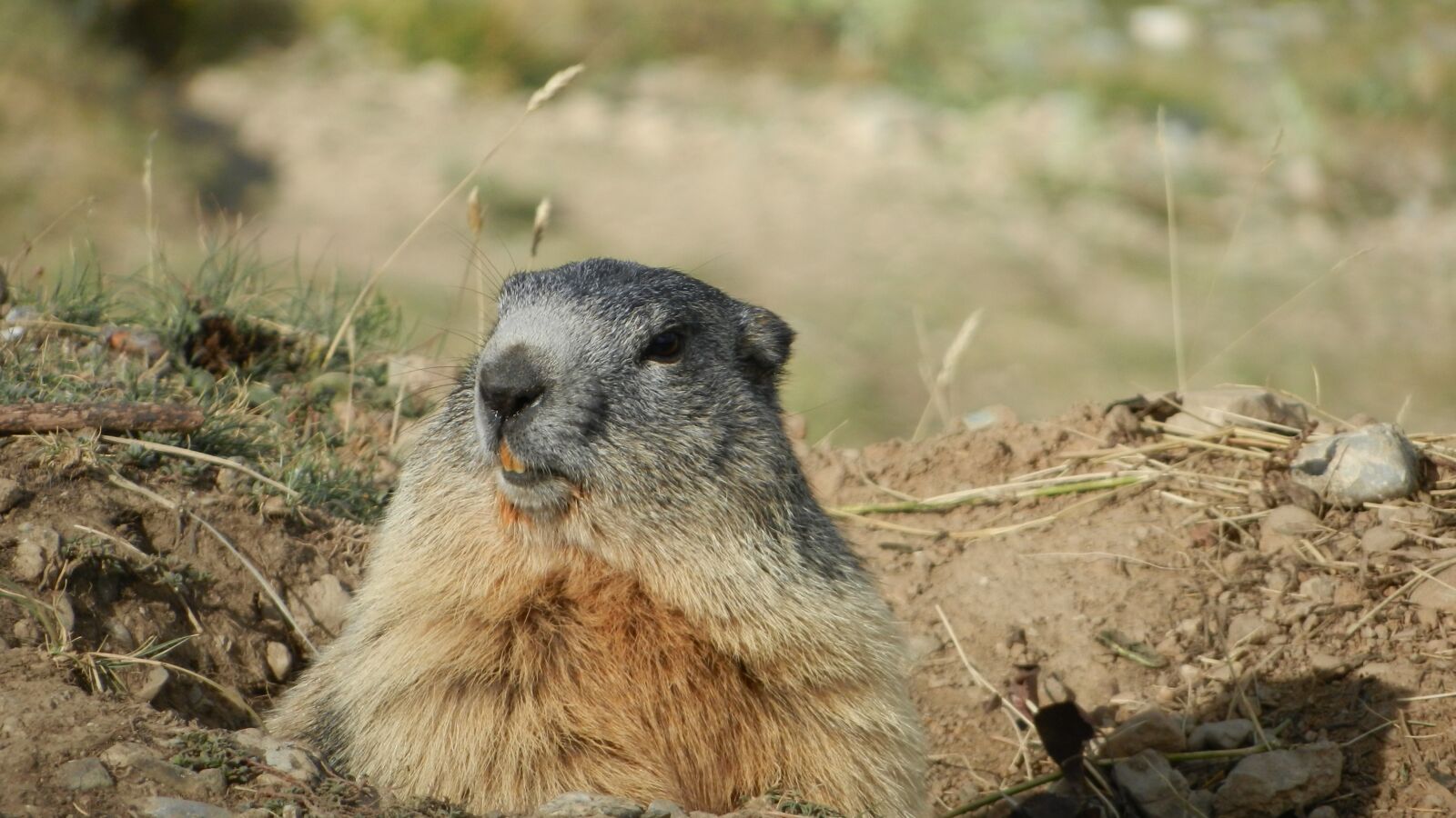 Nikon Coolpix S9100 sample photo. Marmot, alps, wildlife photography
