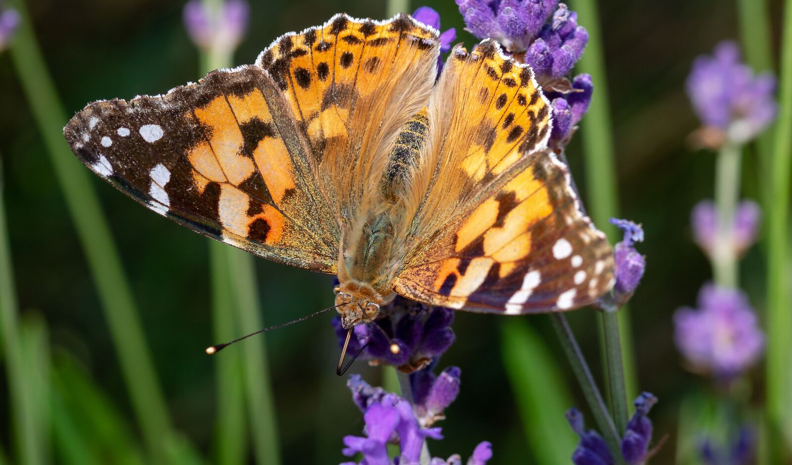 Canon EOS 750D (EOS Rebel T6i / EOS Kiss X8i) sample photo. Vanessa cardui, butterfly, insect photography