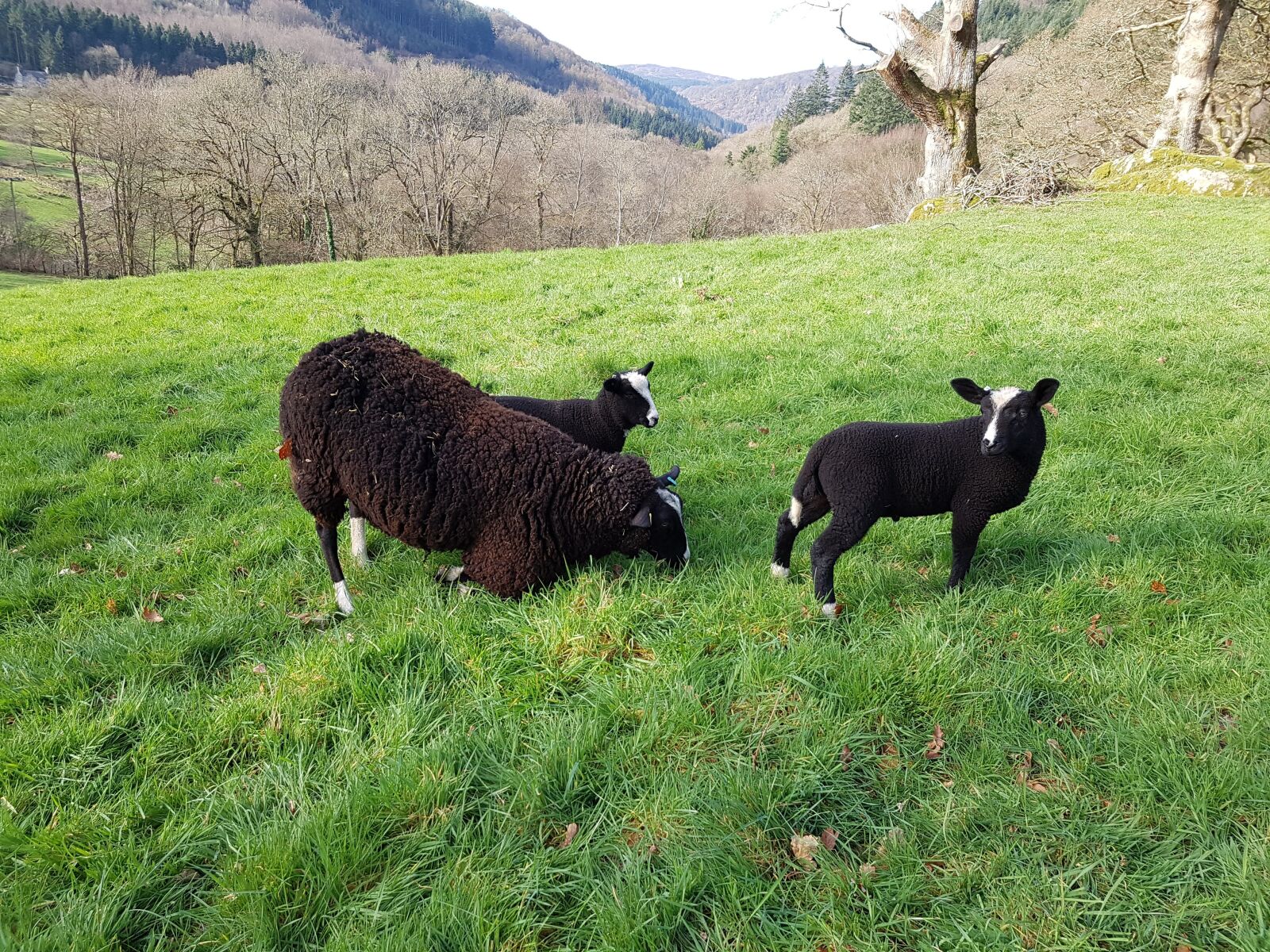 Samsung Galaxy S7 sample photo. Black sheep, lamb, countryside photography