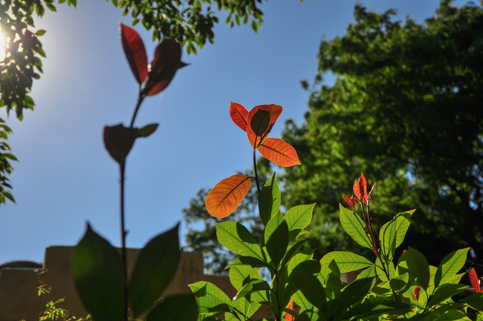 Nikon D90 sample photo. Autumn, leaves, light, nature photography