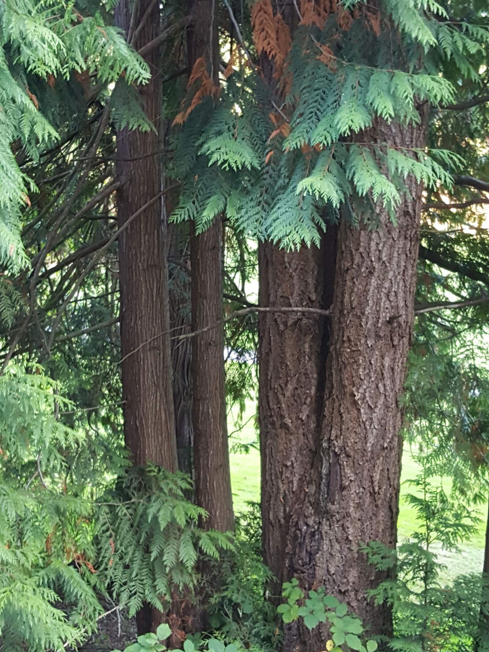 Samsung Galaxy Note5 sample photo. Old, growth, trees photography