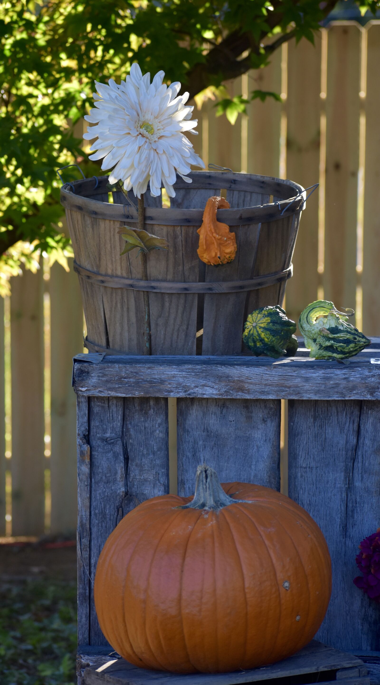 Nikon D3400 sample photo. Pumpkin, flower, daisy photography
