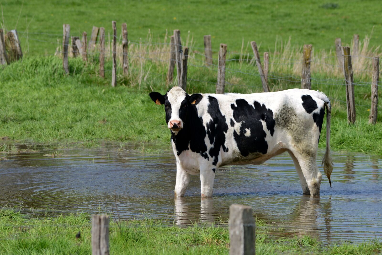 Nikon D600 sample photo. Cow, water, pool photography