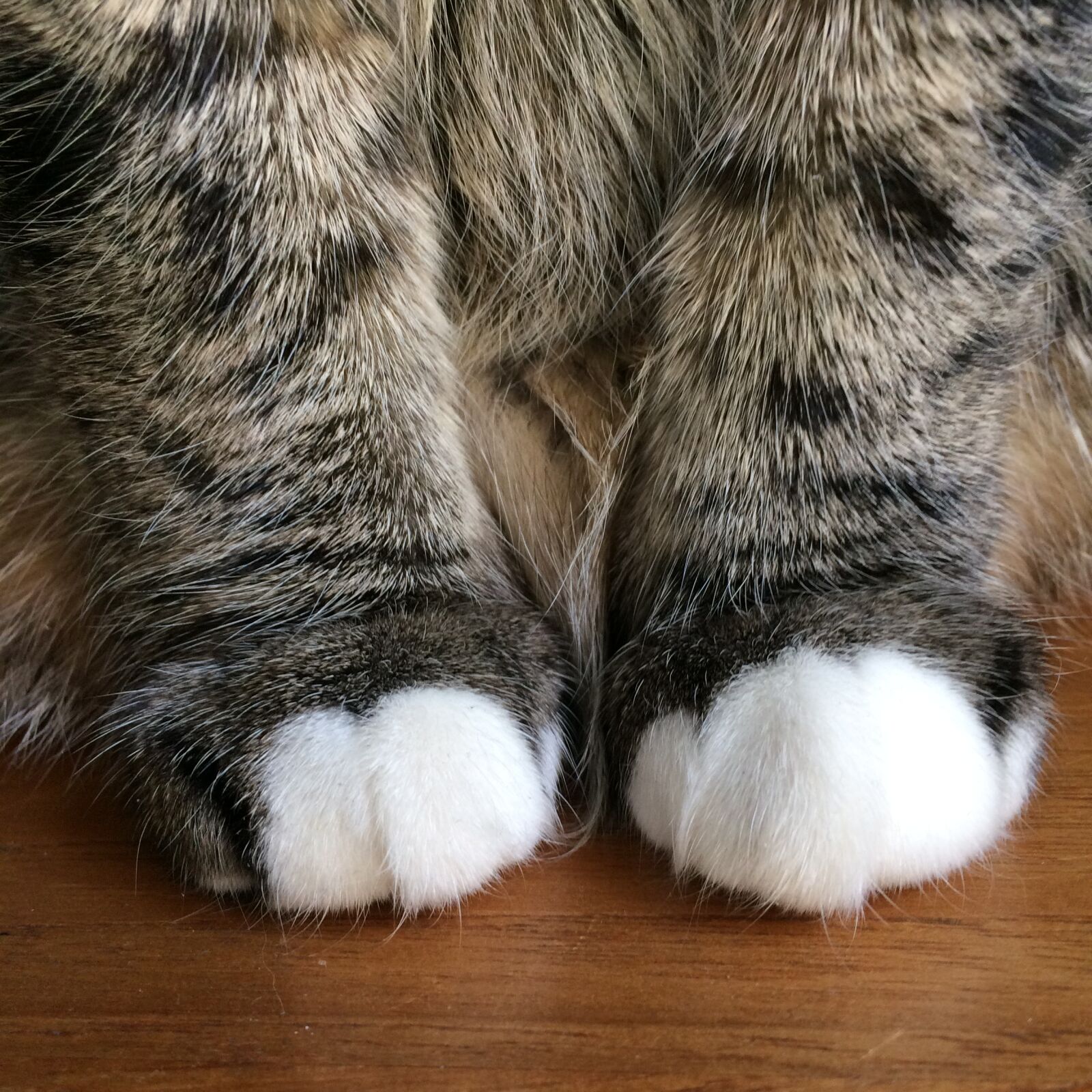 iPhone 5s back camera 4.15mm f/2.2 sample photo. Cat, paws, mieze photography