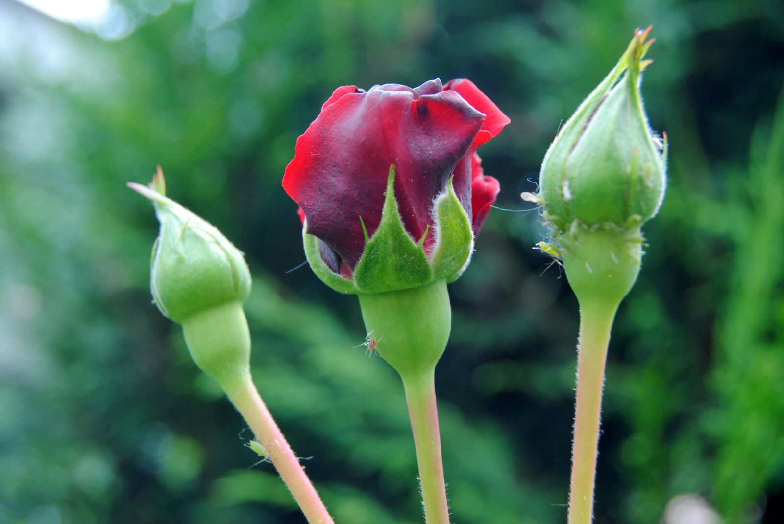 Nikon D3000 sample photo. Rose, flower, close up photography
